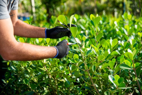 projeto de paisagismo - Consequência da urbanização, a competição por espaço nas cidades tem valorizado áreas verdes e ambientes ecologicamente preservados